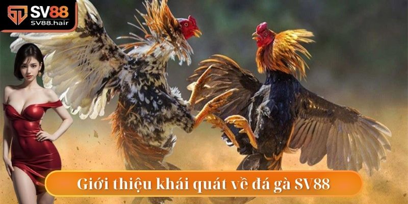 Khái quát thông tin tìm hiểu về đá gà SV88