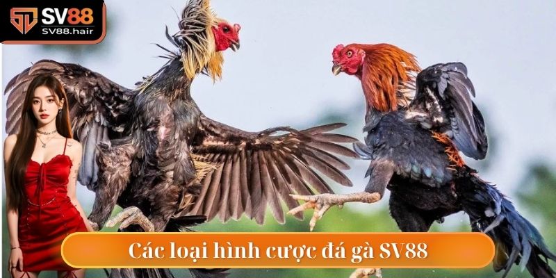 Những loại hình đặc biệt trong đá gà SV88